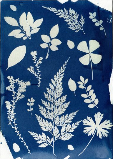 Cyanotype